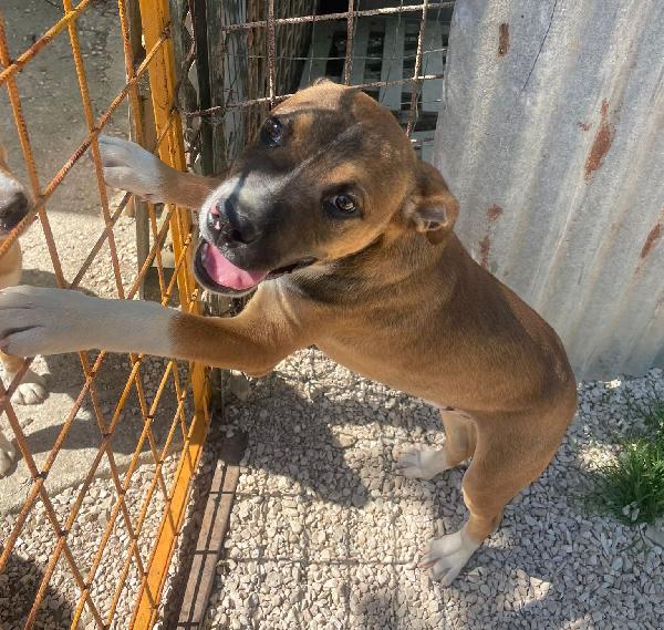 IL BELLISSIMO CHOCO Foto 3